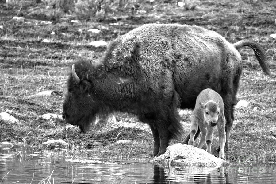 Red Dog Bison With Mom Black And White Photograph by Adam Jewell