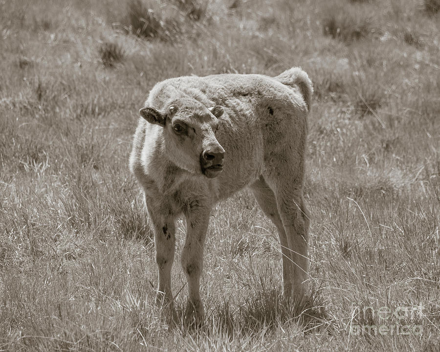 Red Dog Buffalo Calf Photograph by Rebecca Margraf