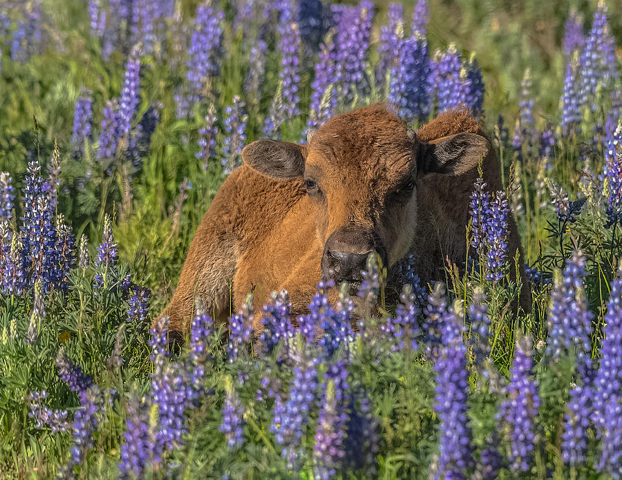 Red Dog In Bed Of Lupine Photograph by Yeates Photography
