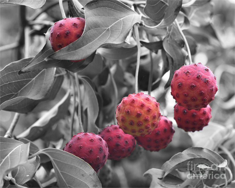 Red Dogwood Fruit Partial Color Photograph by Smilin Eyes Treasures