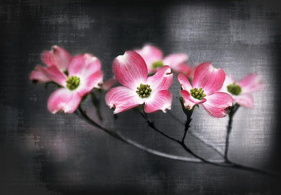 Red Dogwood on Textured Background Photograph by Carolyn Derstine