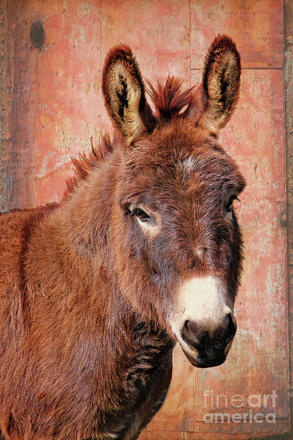 Red Donkey Burro Photograph by Mary Vandenberg | Pixels