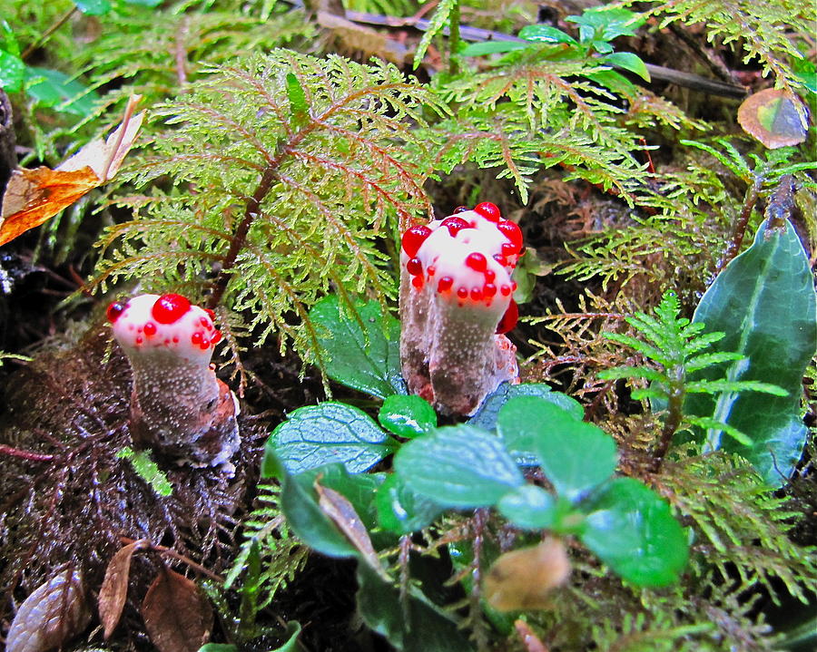 Red-dotted mushroom Photograph by Sean Griffin