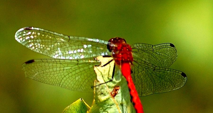Floral Photograph - Red Dragon 2 by David Lane