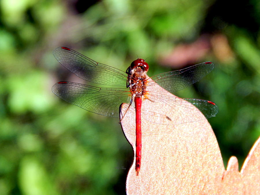 Red Dragonfly on Bronze Butterfly Photograph by Wild Thing