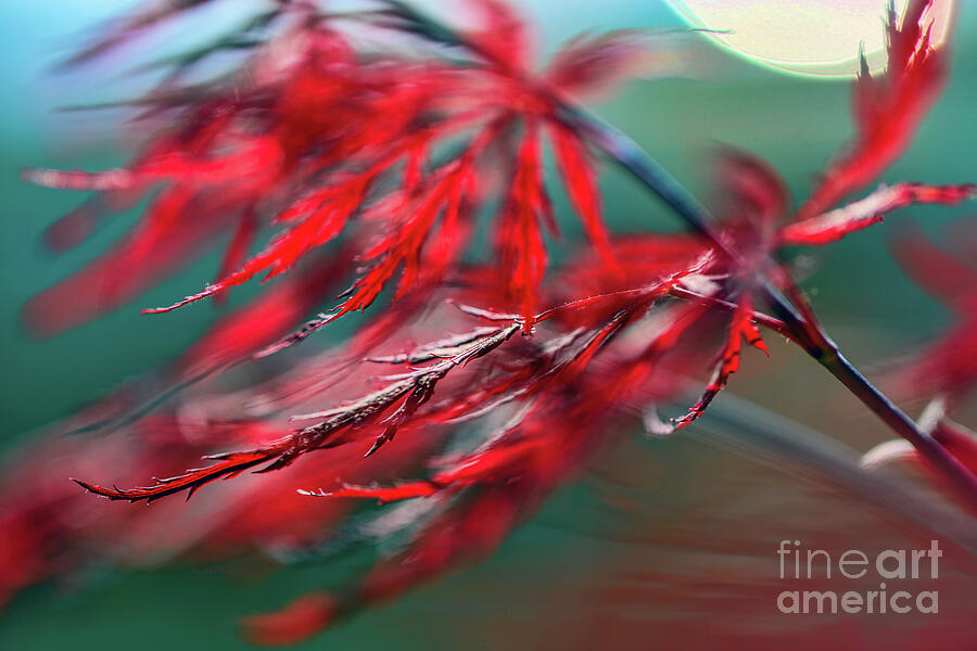 Red Dragon Flies Digital Art by Jean OKeeffe Macro Abundance Art