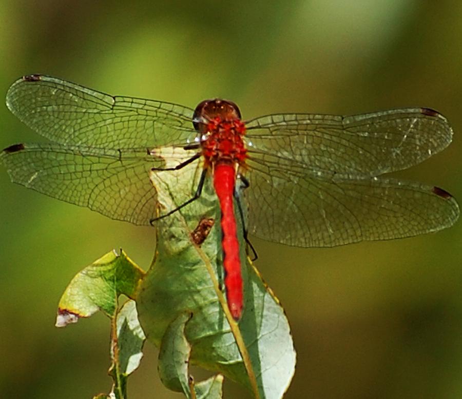 Nature Photograph - Red Dragon Fly by David Lane