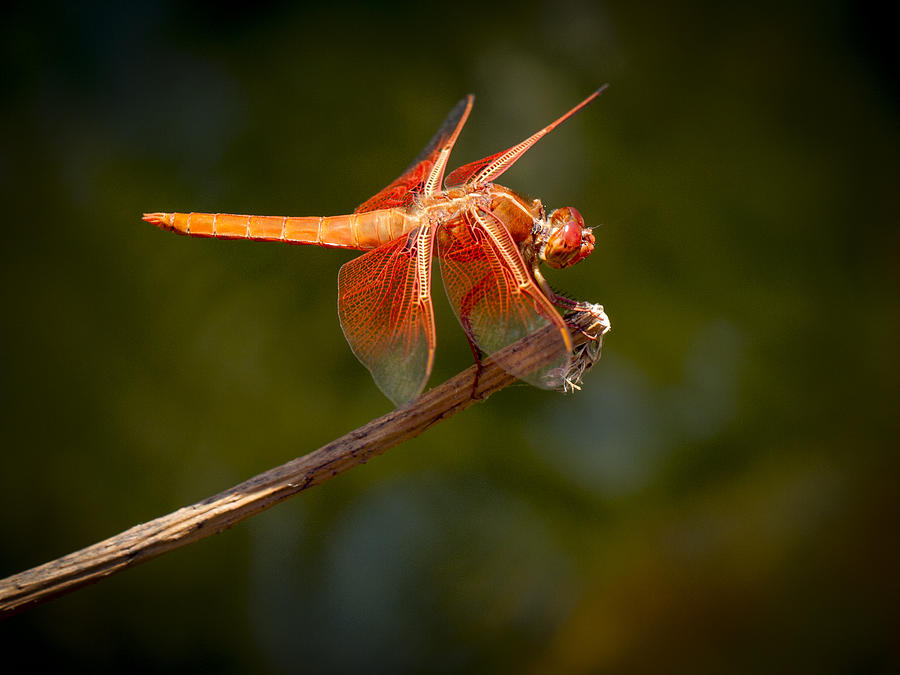 Red Dragon Fly Photograph by Jean Noren