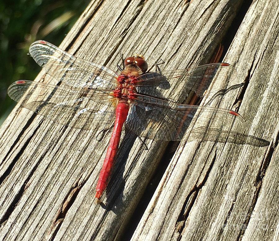 Red Dragon Fly  Photograph by Susan Garren