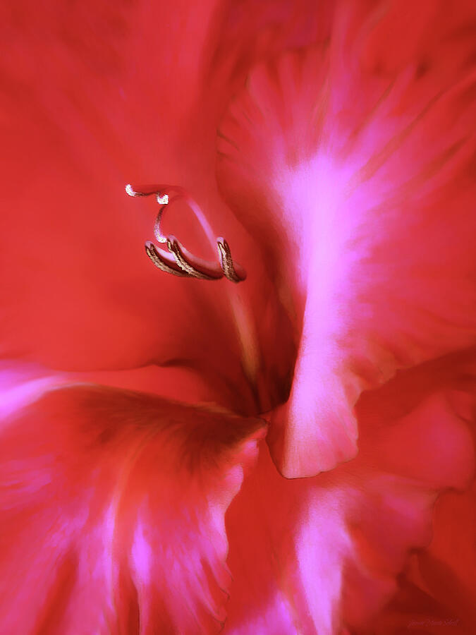 Red Dragon Gladiola Flower Photograph by Jennie Marie Schell