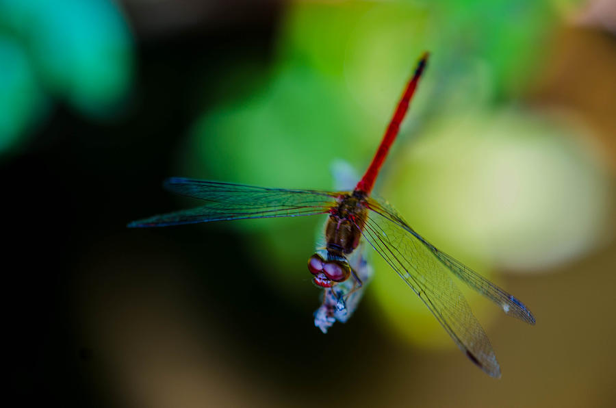 Insects Photograph - Red Dragon by Linda Howes
