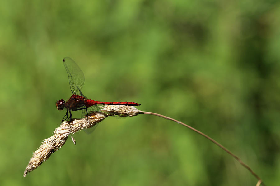 Red Dragonfly 2 070818 Photograph by Mary Bedy