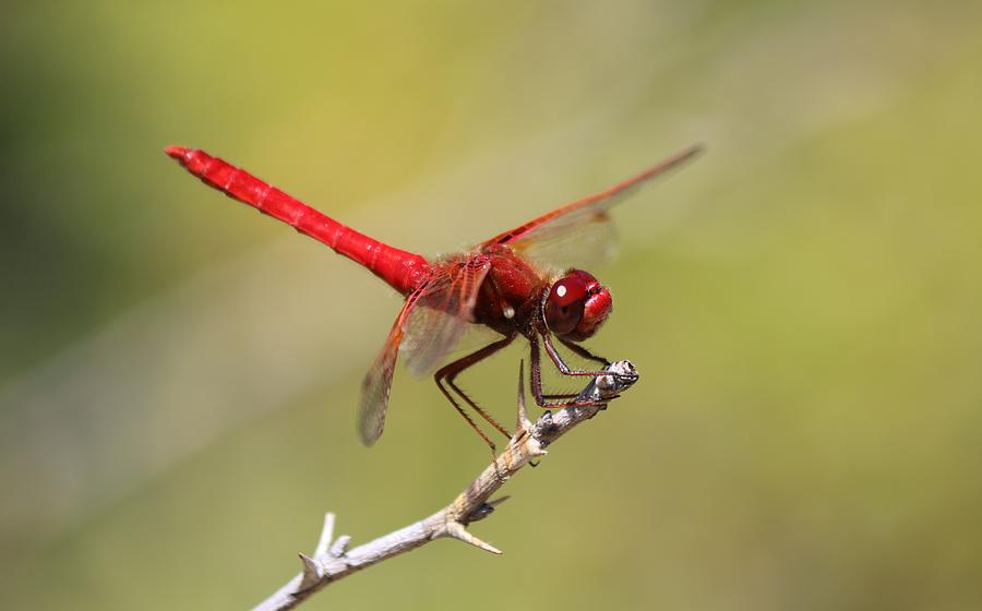 Red Dragonfly - 2 Photograph by Christy Pooschke