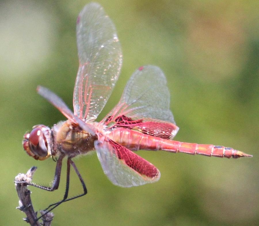 Red Dragonfly 4 Photograph by Gary Canant | Fine Art America