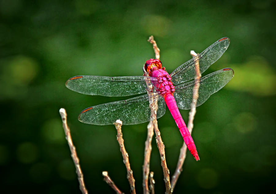 Red Dragonfly Photograph by Carolyn Derstine