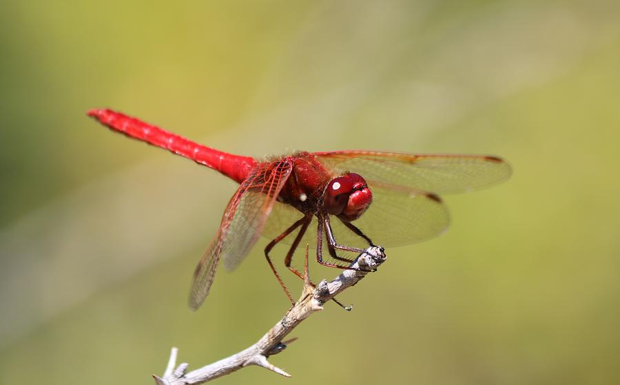 Red Dragonfly Photograph by Christy Pooschke
