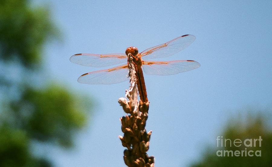 Red Dragonfly Photograph by Dean Triolo