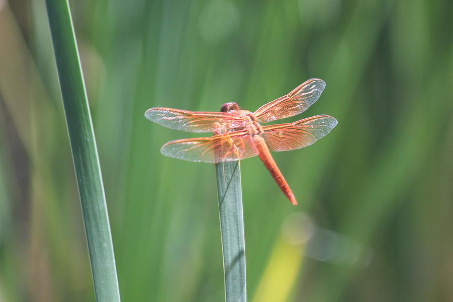 Red Dragonfly Photograph by Douglas Miller