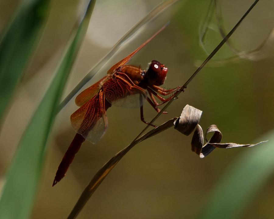 Red Dragonfly Photograph by Ernest Echols