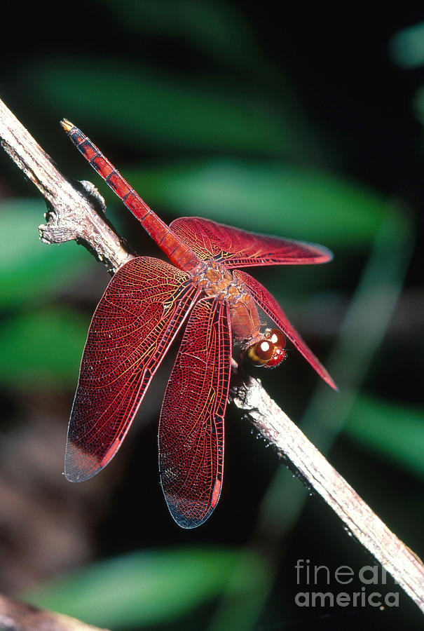 Red Dragonfly From Borneo Photograph by B. G. Thomson
