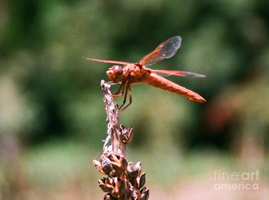 Red Dragonfly II Photograph by Dean Triolo