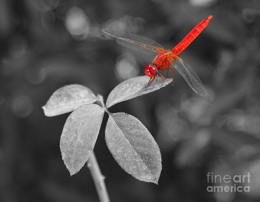 Red Dragonfly Photograph by Joe Ng