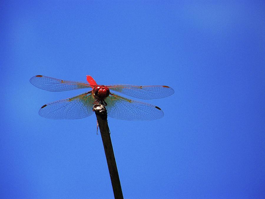 Red Dragonfly Photograph by Julie Rauscher