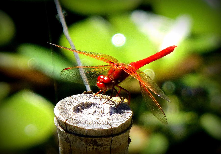 Red Dragonfly Photograph by Lori Seaman