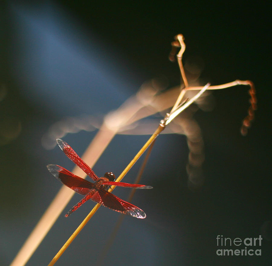 Red Dragonfly Photograph by Mike Reid