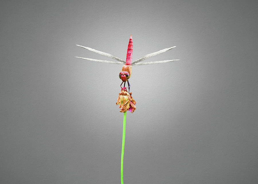 Red Dragonfly on Flower Photograph by Steven Michael