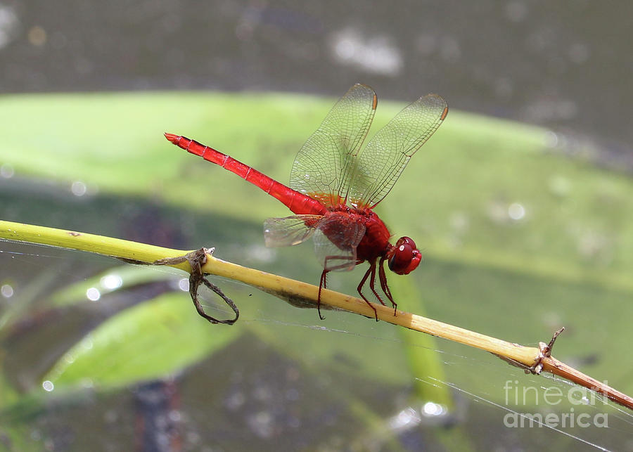Red Dragonfly over Pond Photograph by Carol Groenen