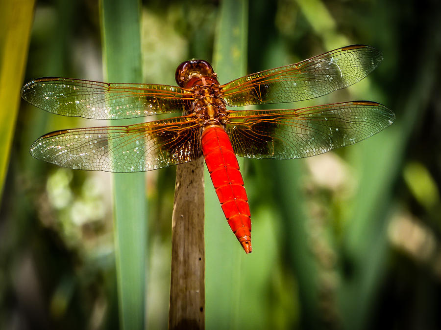 Red Dragonfly Photograph by Pamela Newcomb