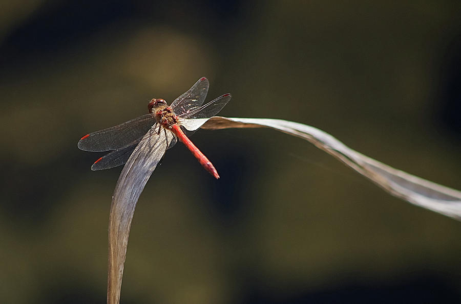 Red Dragonfly Photograph by Paulo Goncalves