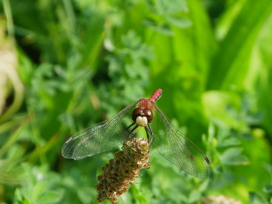 Red dragonfly Photograph by Peggy King