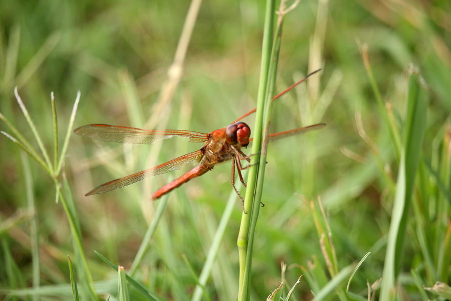Red Dragonfly Photograph by Rose Benson