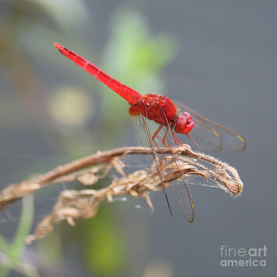 Red Dragonfly Square Photograph by Carol Groenen
