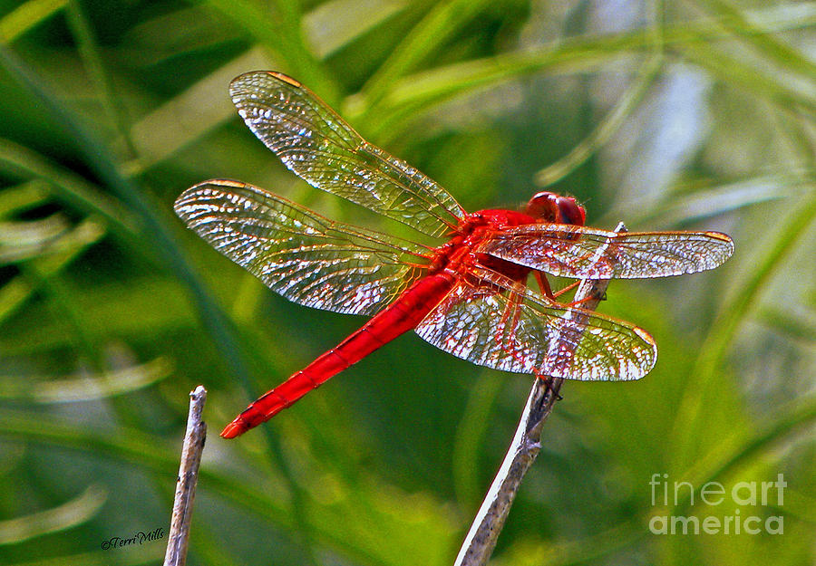 Red Dragonfly Photograph by Terri Mills