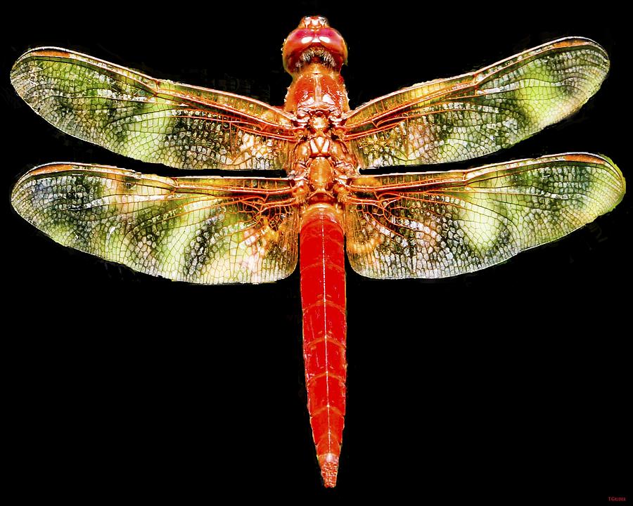 Red Dragonfly Photograph by Tony Grider