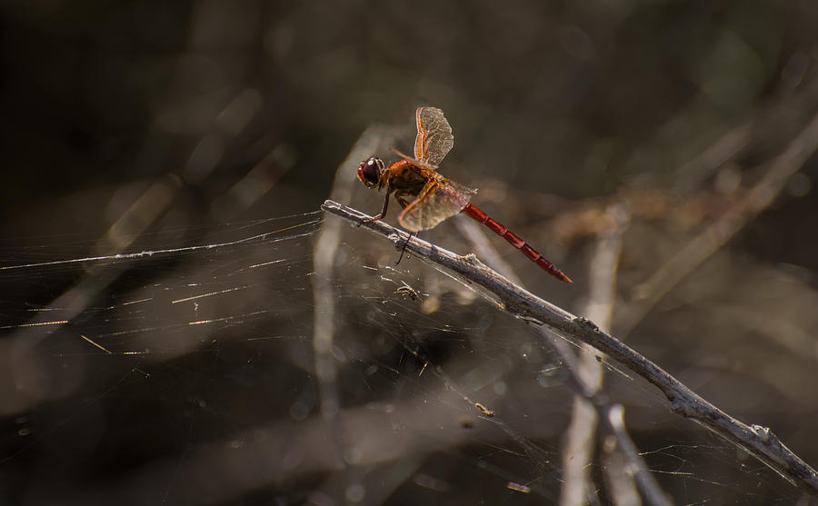 Black And White Photograph - Red dragonfly  by Zina Stromberg