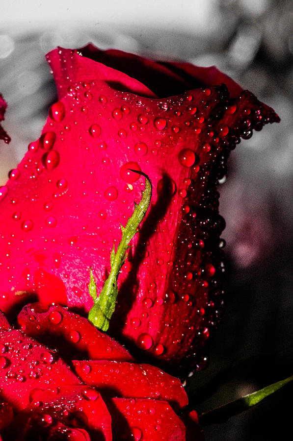 Red Droplet Photograph by Gerald Kloss