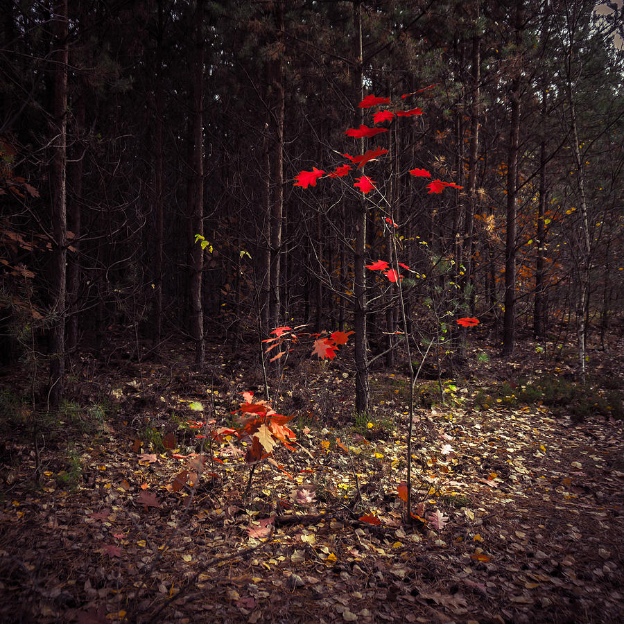 Red drops Photograph by Dmytro Korol