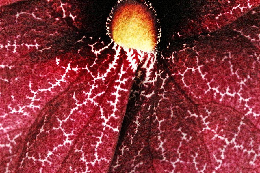 Red Dutchmans Pipe Flower - Macro Abstract Photograph by Carol Senske
