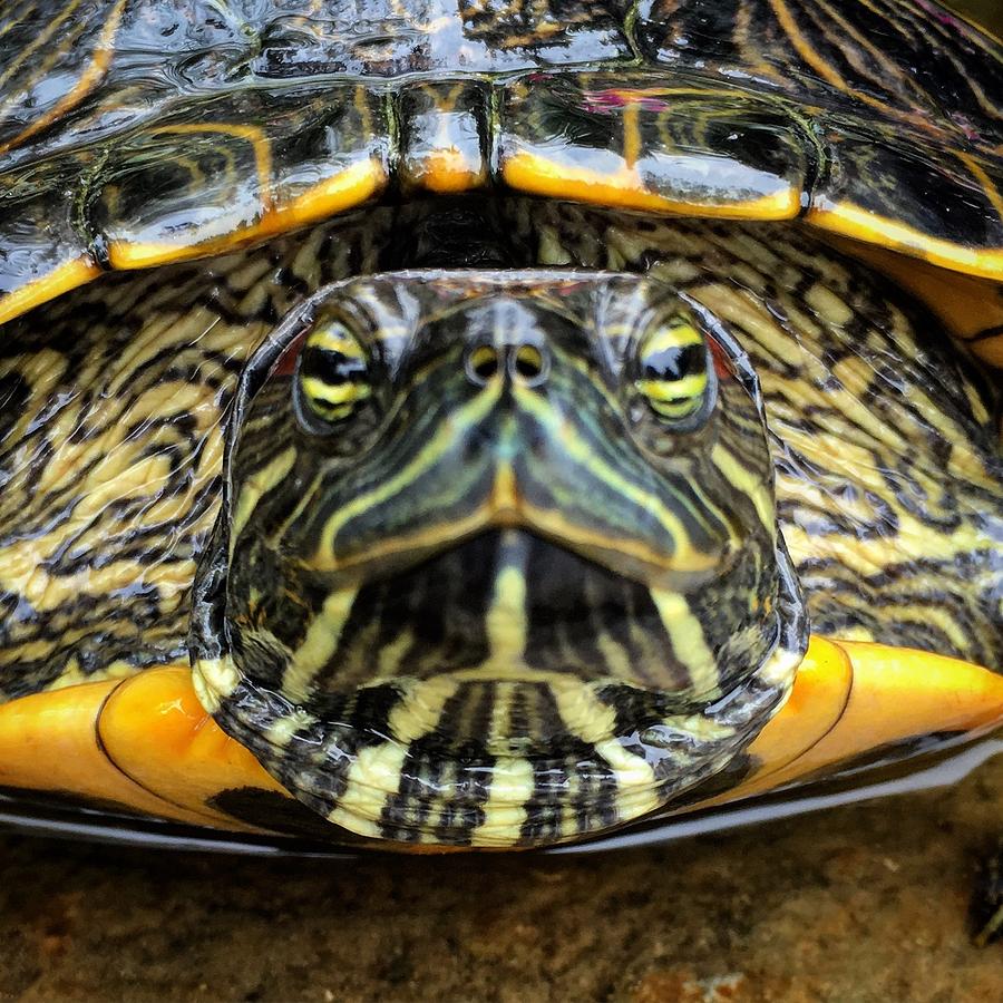 Red Eared Slider Photograph by Eric Suchman