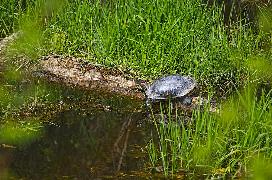 Red Eared Slider Turtle Photograph - Red Eared Slider on a Log 2 by Sharon Talson