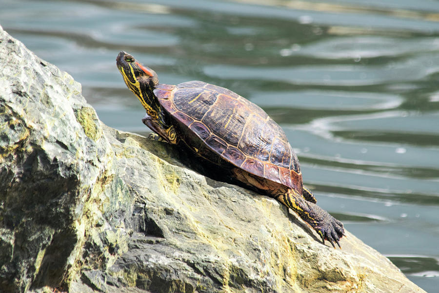 Red Eared Slider Turtle Photograph by Frank Wilson
