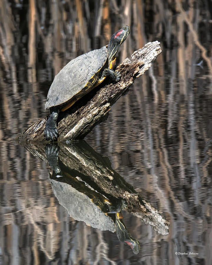 Red eared Slider Turtle on a Log Photograph by Stephen Johnson