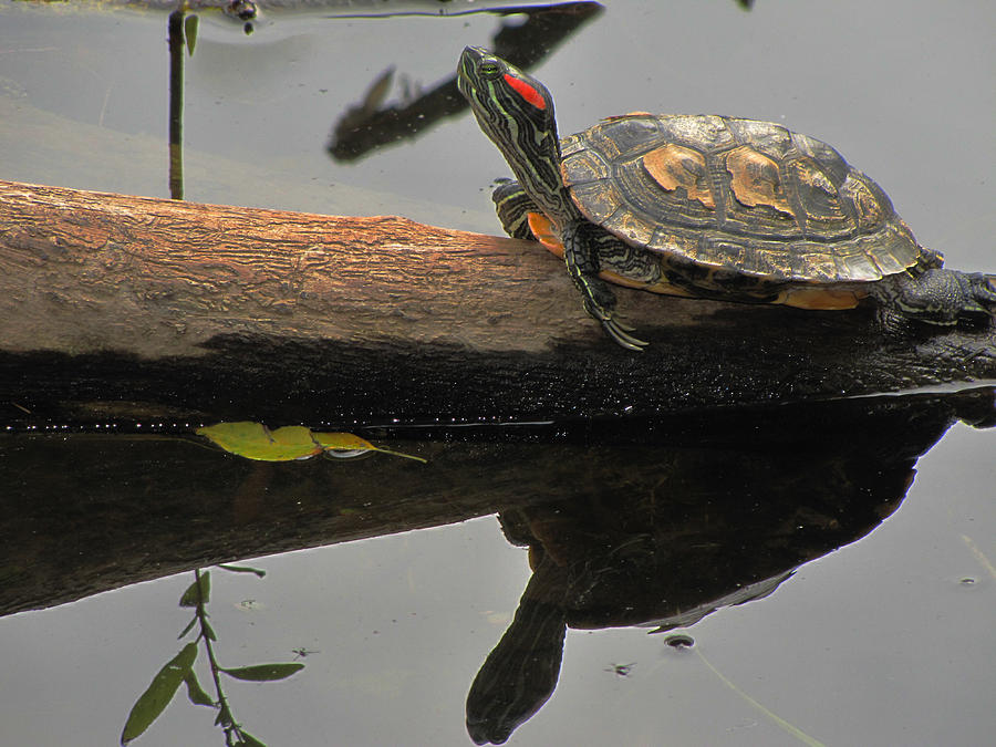 Red Eared Slider Turtle Photograph by Scott Hovind