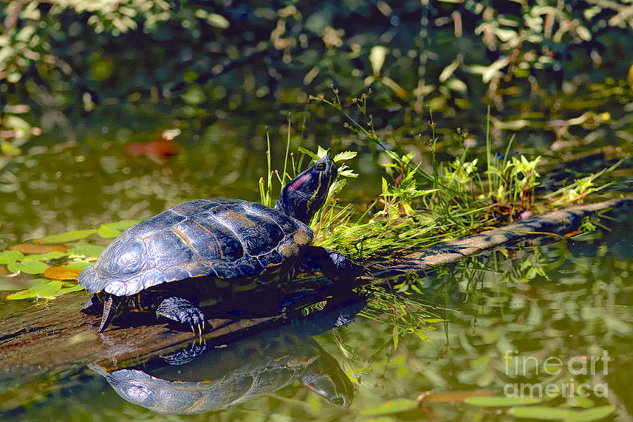 Reptile Photograph - Red Eared Slider Turtle with Reflection by Sharon Talson