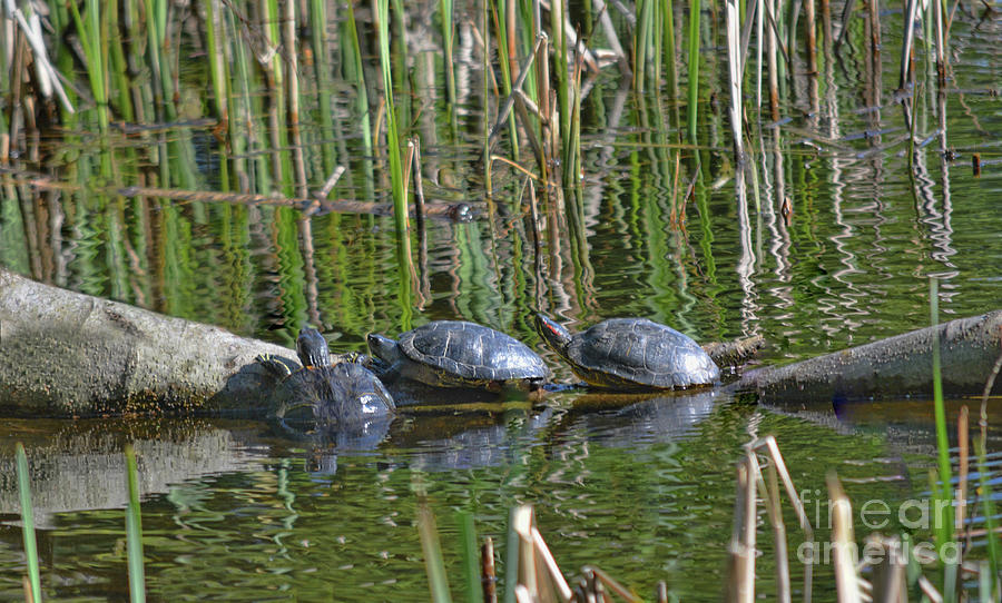 Red Eared Slider Turtles Photograph by Vivian Martin
