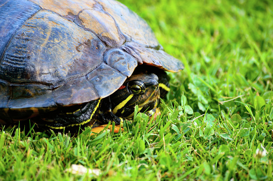 Red eared turtle in shell close up Photograph by Johan Ferret - Pixels